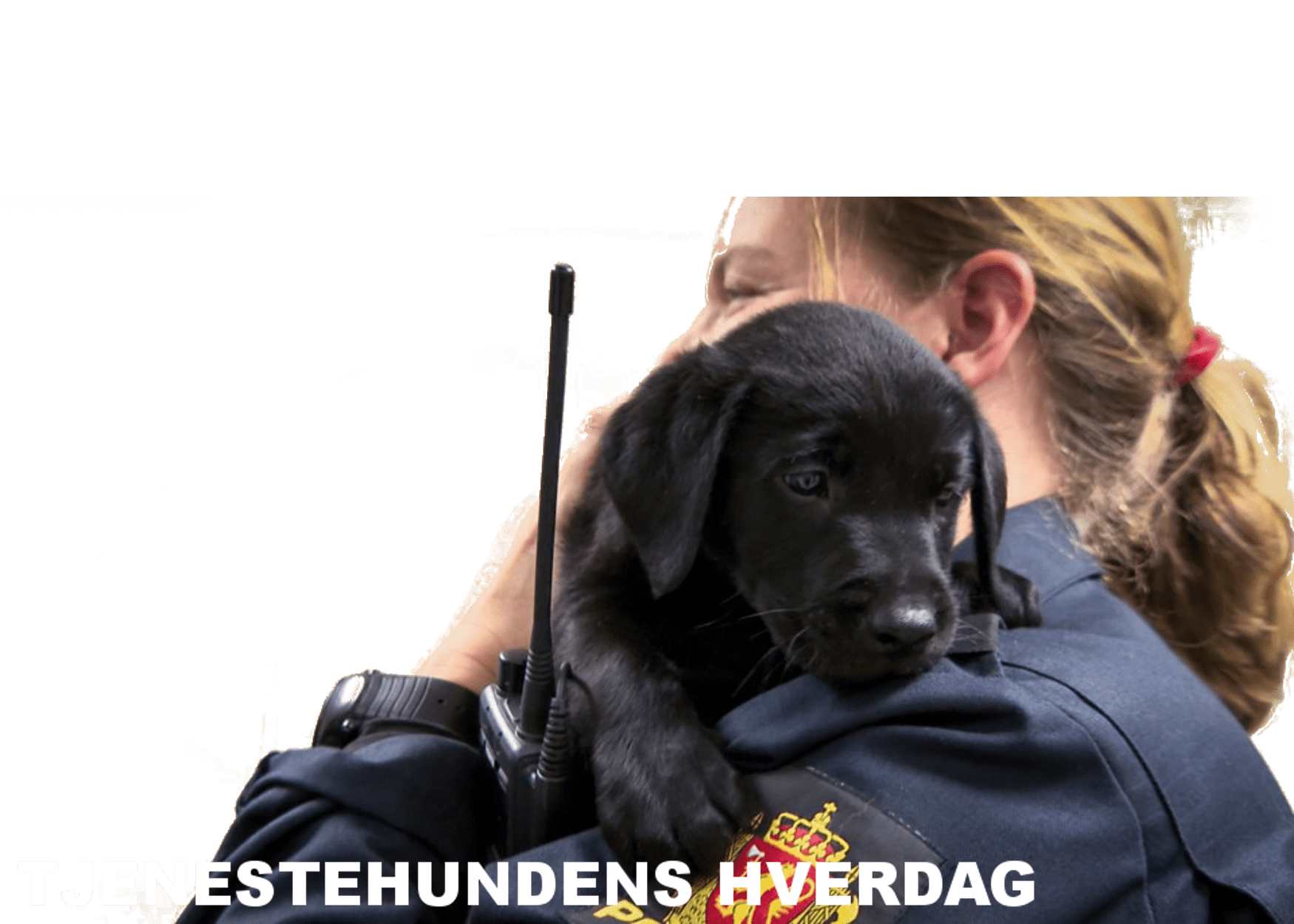 tjenestehund